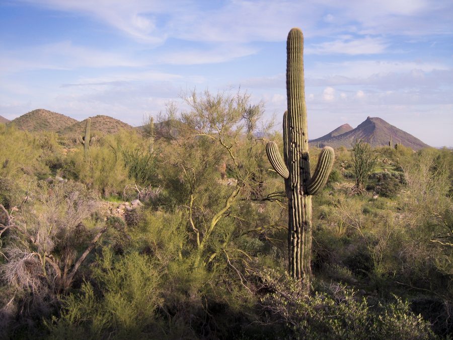 Saguaro cacti and desert vegetation in the McDowell Mountains near Scottsdale, Arizona.