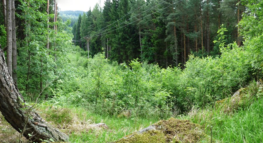 Waldweg am Hamižná-Lehrpfad bei Hartmanice in der Šumava