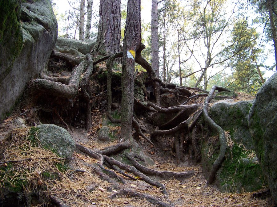 Wald- und Sandsteinlandschaft bei Mšeno.
