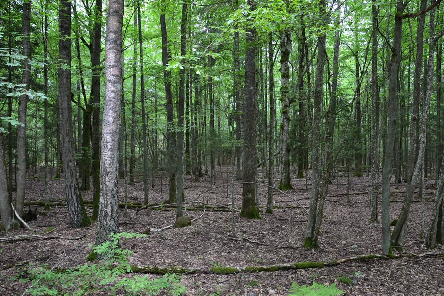 Alter Laubmischwald in der Belovezhskaya Pushcha in Belarus