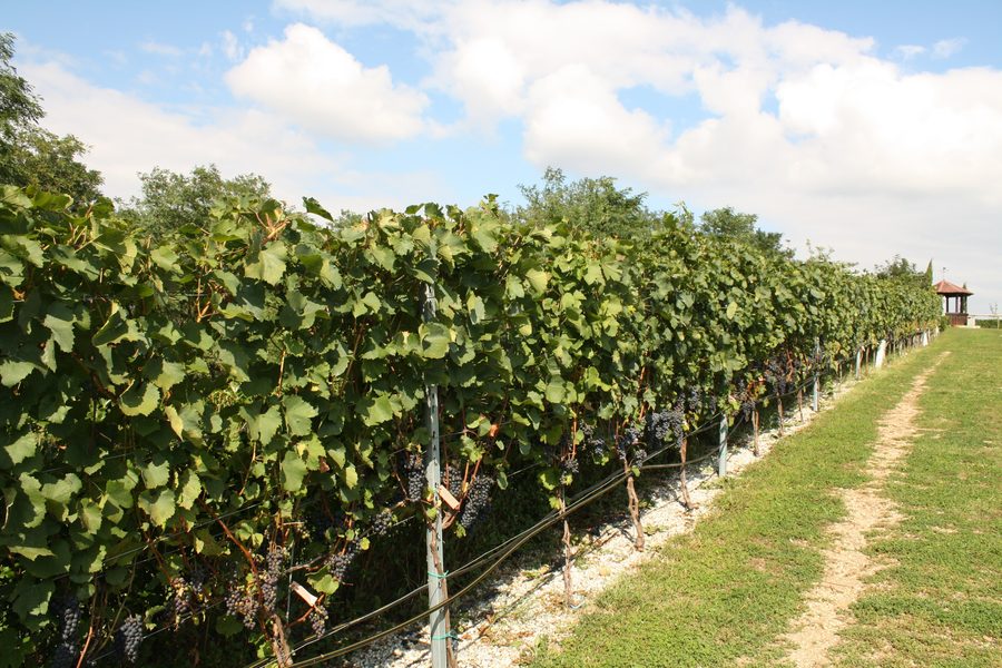 Andreasberg mit Schauweingarten in Andau im Burgenland