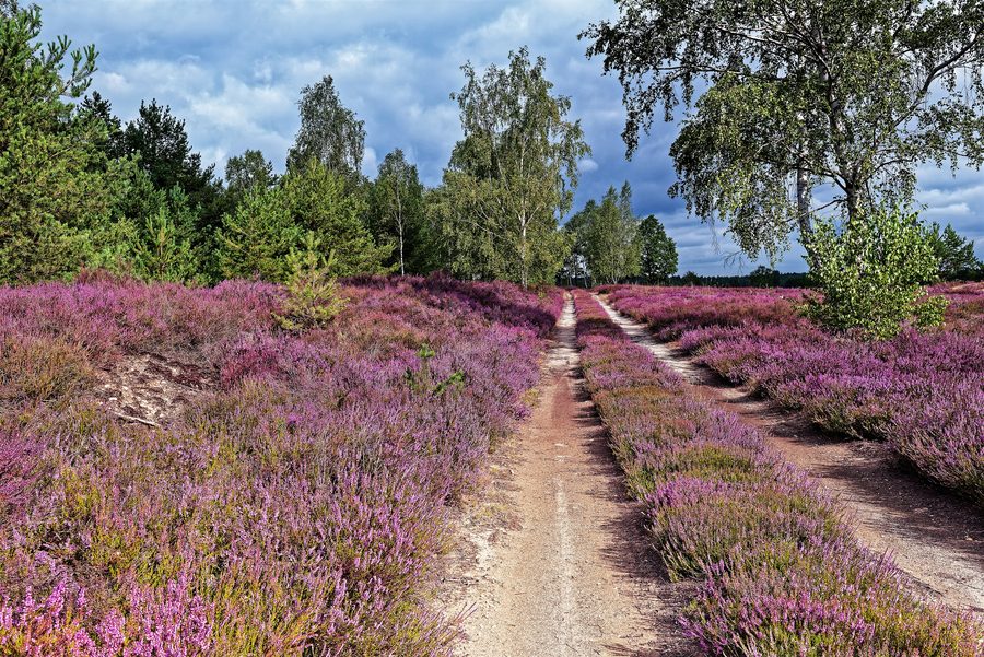 Heide an der Försterei Prösa im Naturpark Niederlausitzer Heidelandschaft