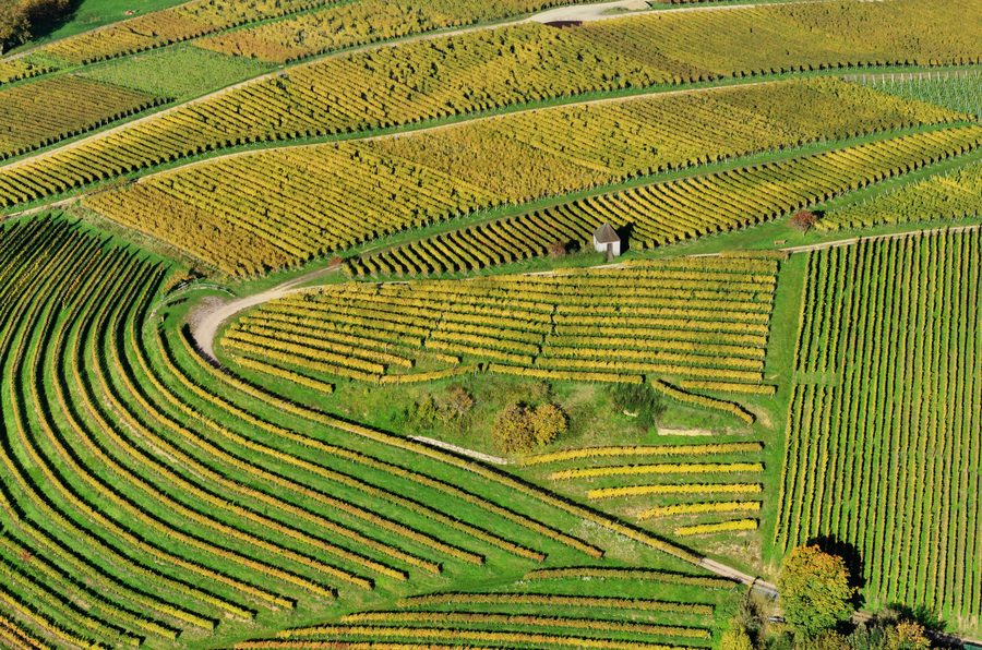 Luftaufnahme von Weinbergen im Markgräflerland
