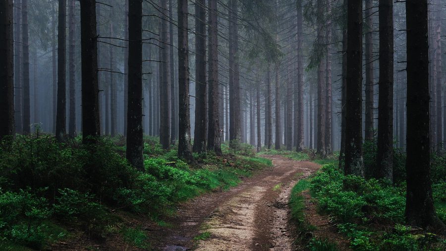 Nebliger Wald im Naturpark Sauerland-Rothaargebirge