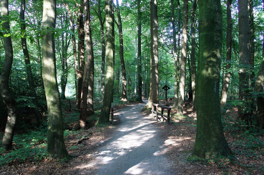 Weg durch das Naturschutzgebiet Stamers Hop