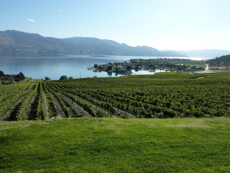 Weinberg über dem Okanagan Lake bei Kelowna