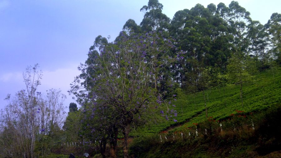 Grüne Hügel in Kerala