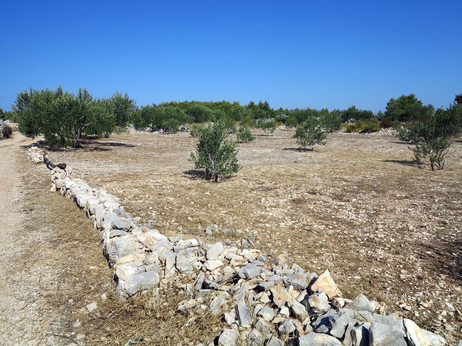 Junger Olivenbaum nahe Grohote auf der Insel Šolta