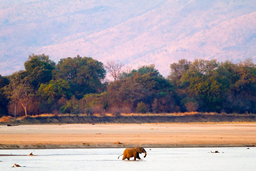 Afrikanischer Elefant im South-Luangwa-Nationalpark