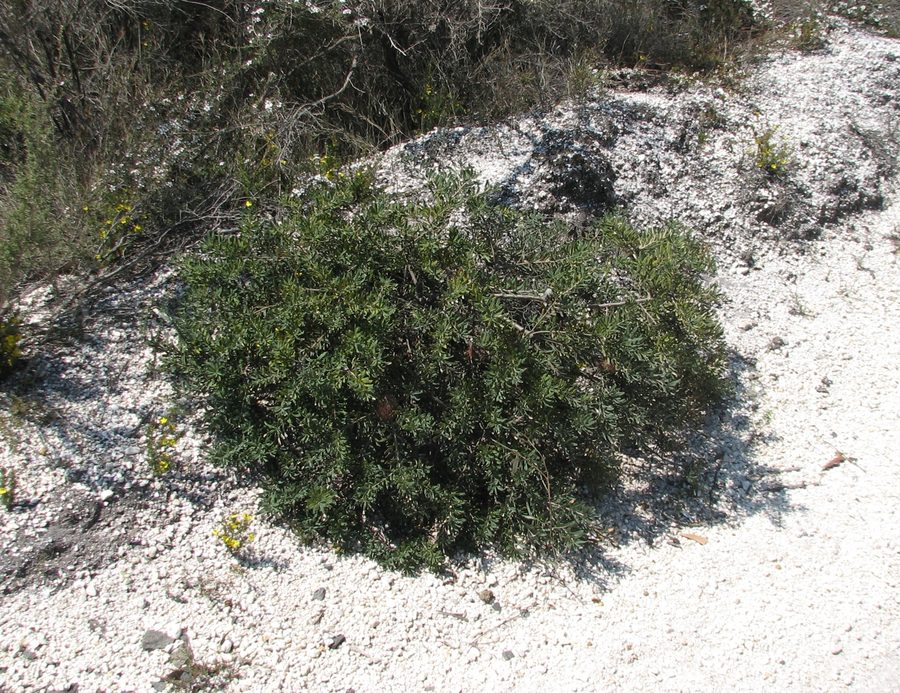 Banksia marginata in der Anglesea Heath bei Victoria