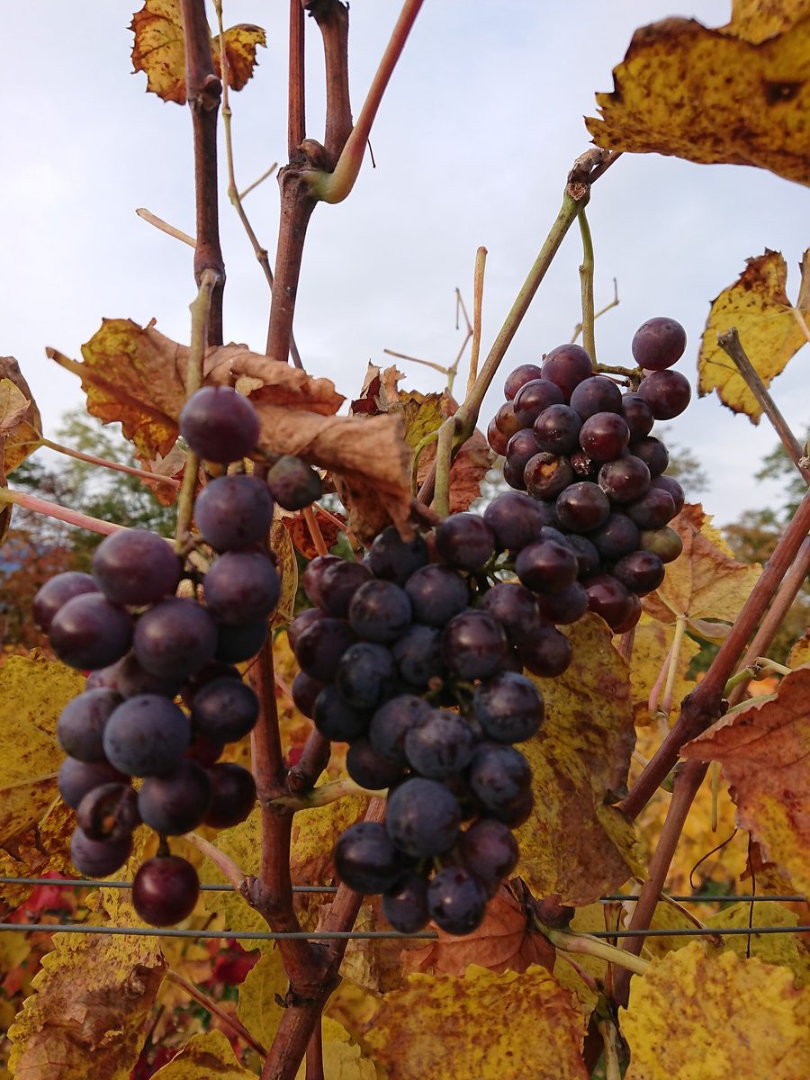 Vineyards in Dardagny in the Canton of Geneva.
