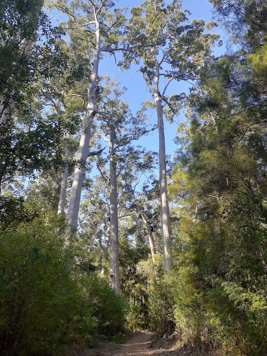 Hohe Karri-Bäume in einem Wald im Südwesten von Western Australia