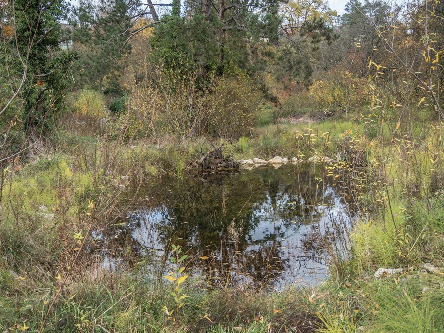 Grünes Amphibienlaichgebiet Autal in Riehen im Kanton Basel-Stadt