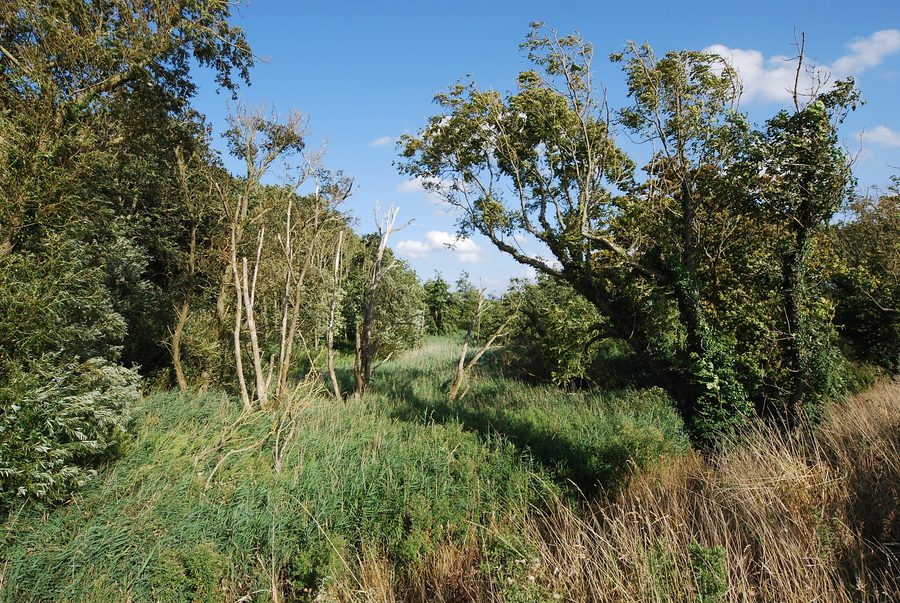 Naturschutzgebiet Geltinger Birk im westlichen Teil bei Nieby mit Küsten- und Feuchtlandschaft