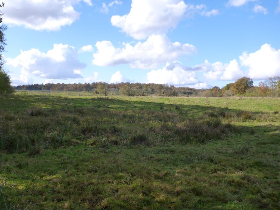 Weidelandschaft am Hochfelder See im Naturschutzgebiet Lütjensee und Hochfelder See südöstlich von Gut Bothkamp
