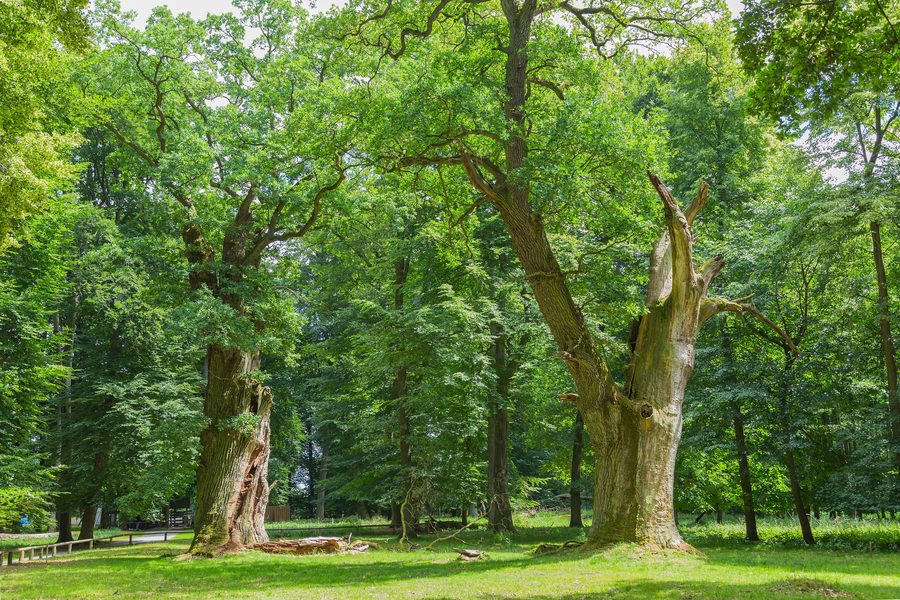 Zwei mächtige Ivenacker Eichen im Tiergarten Ivenack