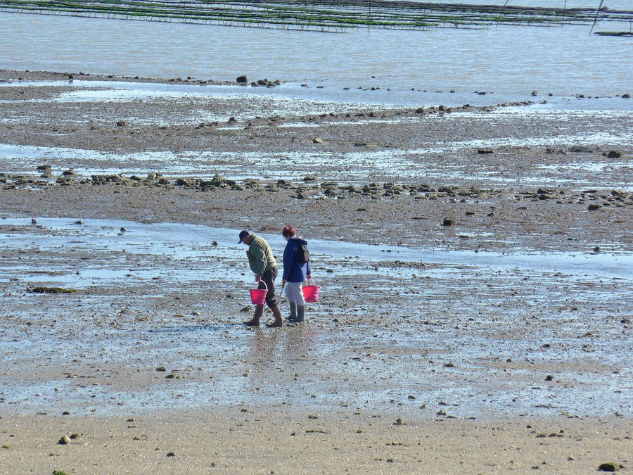 Muschelsammler am Strand von Saint-Trojan-les-Bains auf der Île d’Oléron, im Hintergrund Austernbänke