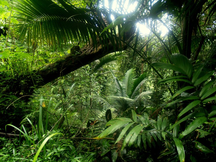 Bewaldete Natur in Trinidad und Tobago