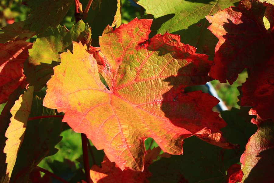 Weinberge in Pfaffstätten im Herbst
