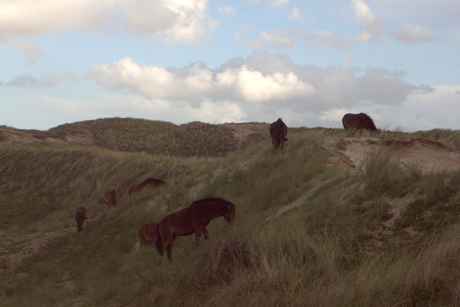 Pferde im nordholländischen Dünenreservat bei Egmond aan Zee