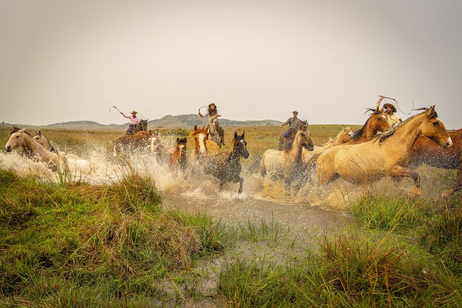 Gaucho-Pferde in offener Landschaft von Rio Grande do Sul
