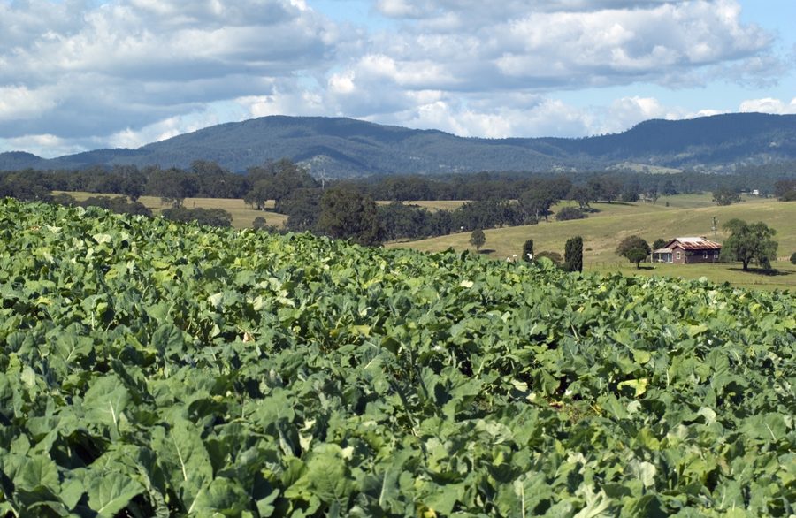 Brassica-Feld im Bega Valley in New South Wales.