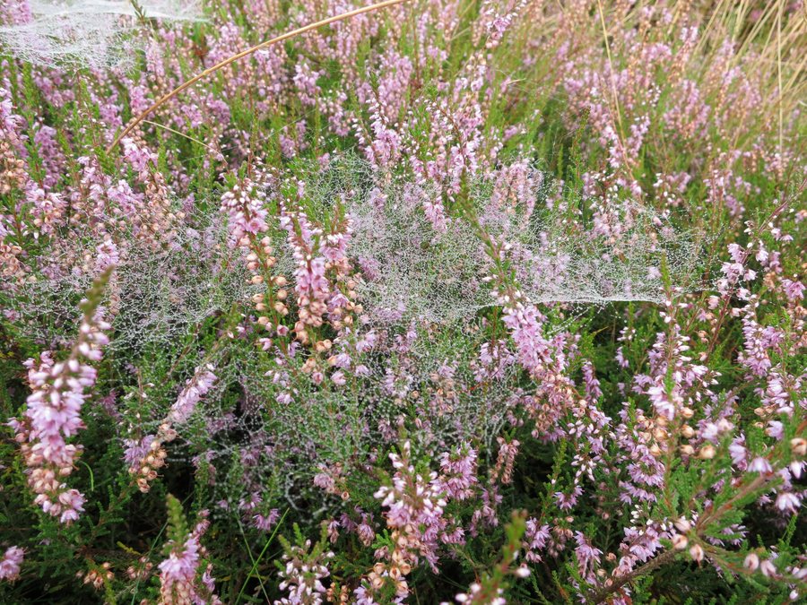 File:Egestorf Heidekraut-mit-taubenetztem-Spinnennetz Aug-2014 IMG 3843.JPG