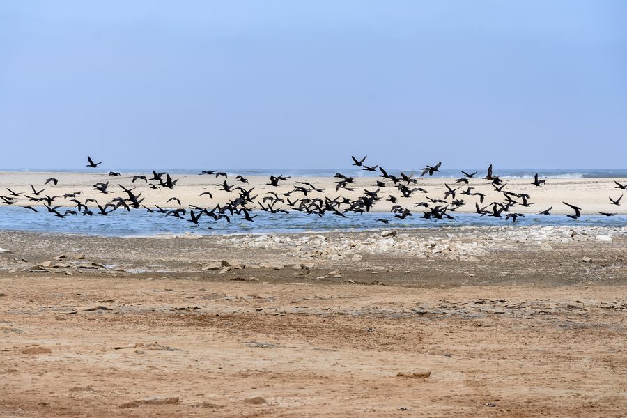 Lagune an der Skeleton Coast in Namibia