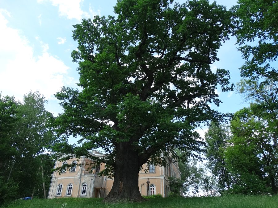Große alte Eiche in Glitiškės im Bezirk Vilnius