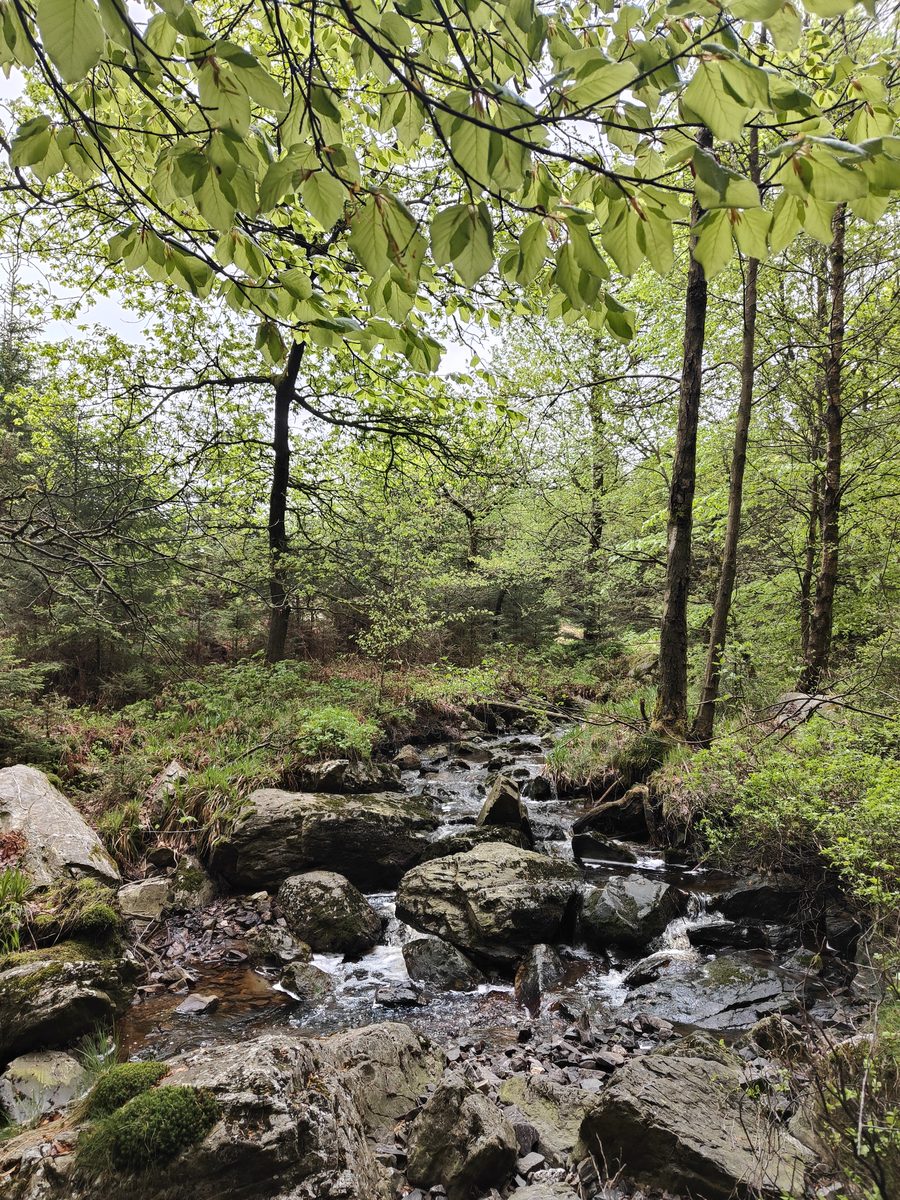 Ardennenlandschaft in Belgien
