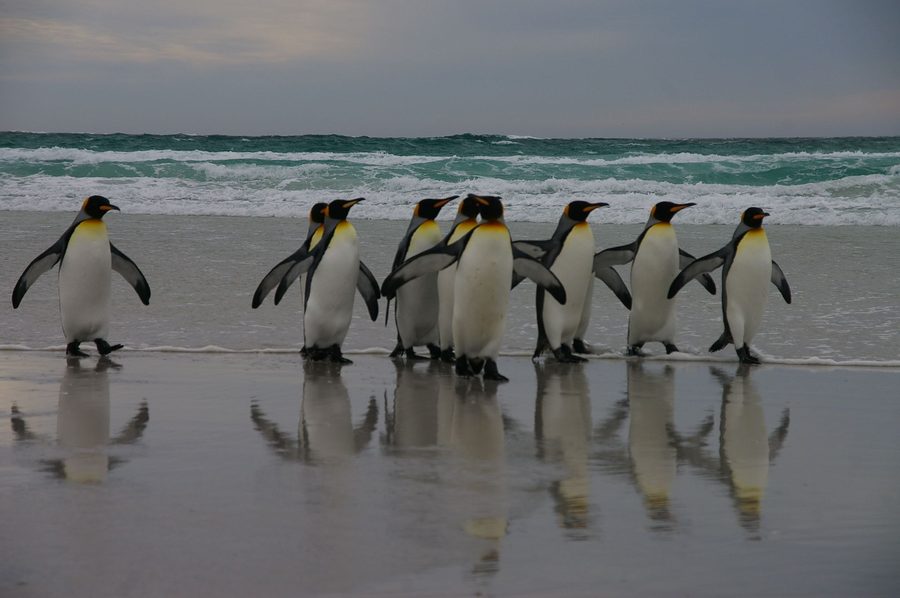 Pinguine auf den Falklandinseln