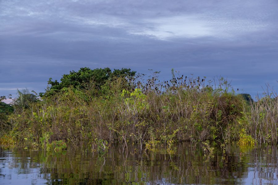 Amazonas-Regenwald in Brasilien
