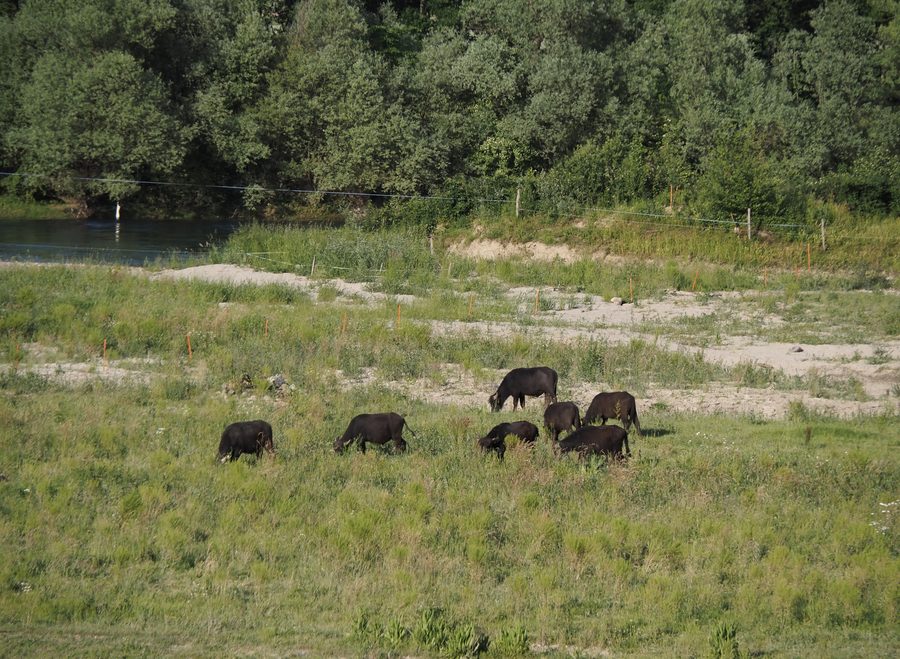 Weide im Auengebiet Rüssegg bei Sins im Kanton Aargau
