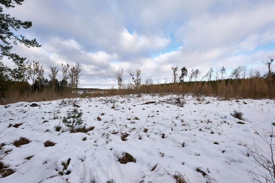 Verschneiter Wald am Wolletzsee in der Biosphärenregion Schorfheide-Chorin