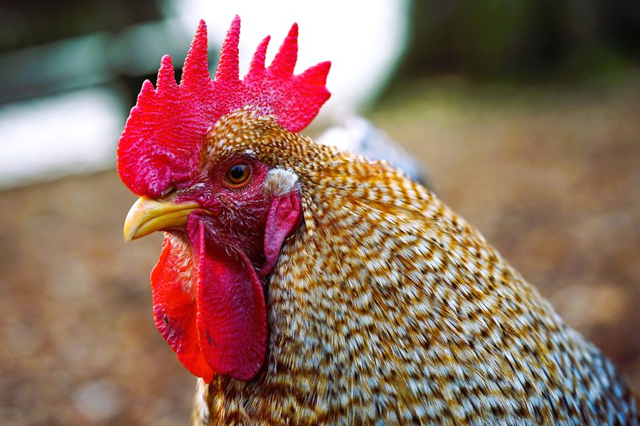 Welsumer chicken