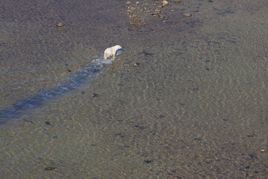 Eisbär in der Hudson Bay bei Churchill, Manitoba