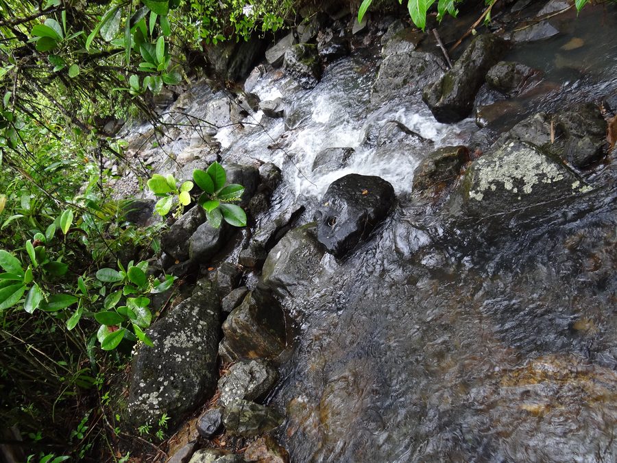 Wanderweg und Wasserfall im dicht bewachsenen El Yunque National Forest in Puerto Rico
