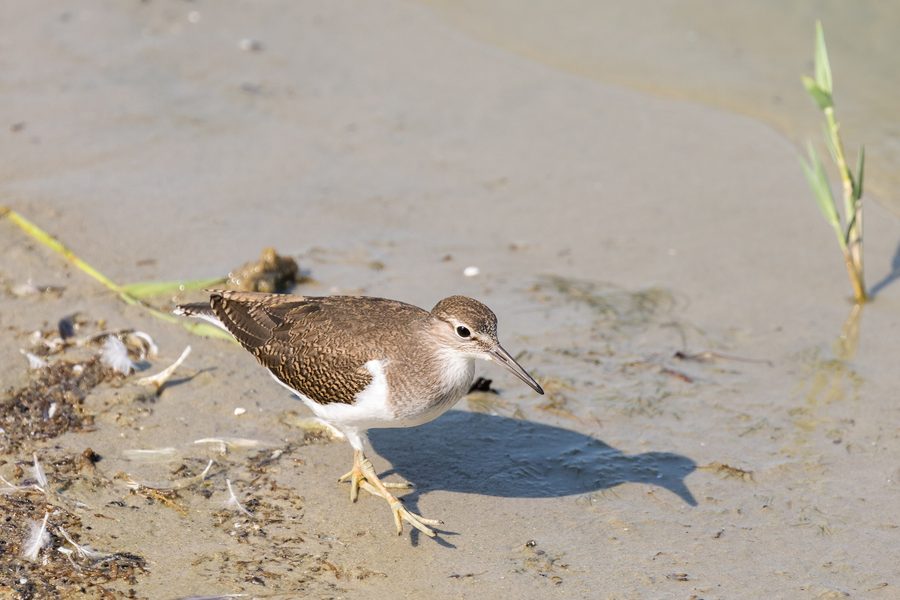 Flussuferläufer im Naturschutzgebiet Rickelsbüller Koog in Schleswig-Holstein