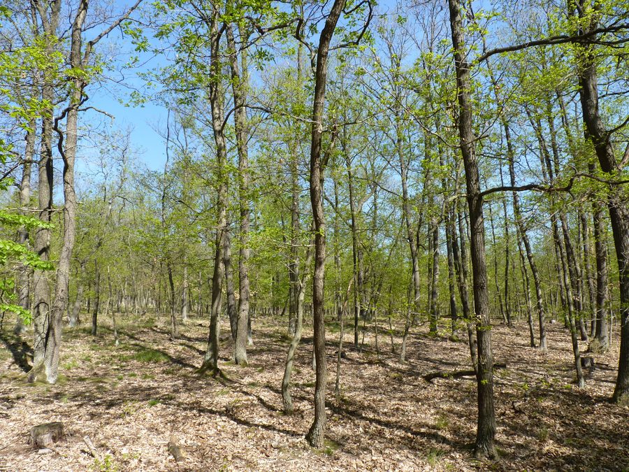 Weg im Nationalpark Podyjí im Bezirk Znojmo