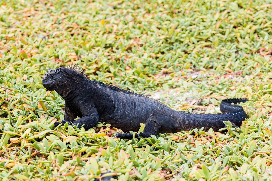 A marine iguana on the rocky shoreline of Tortuga Bay in the Galápagos Islands.