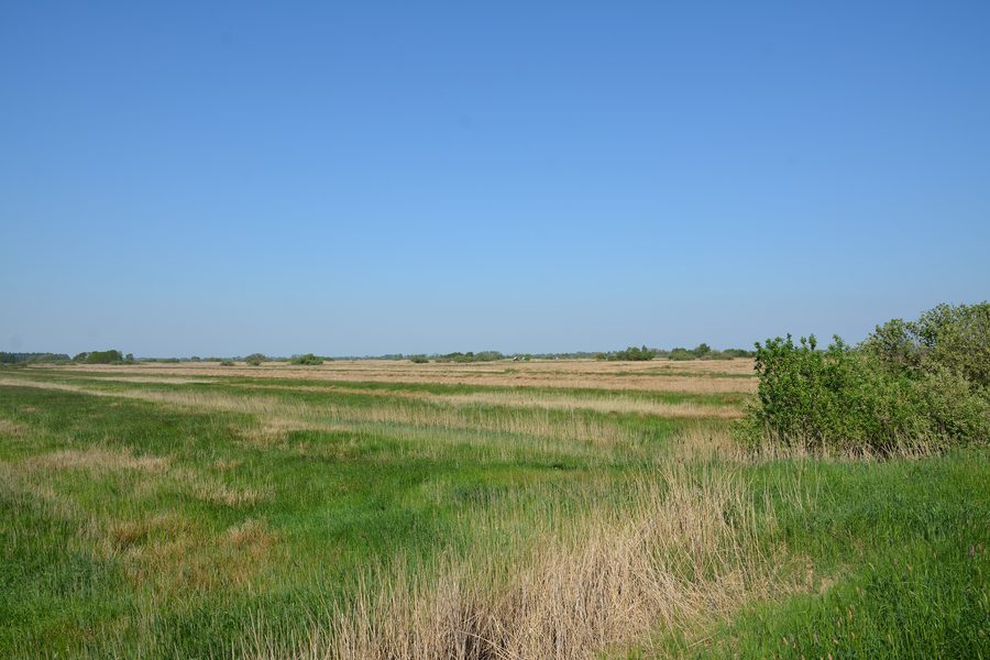 Landschaft im Naturschutzgebiet Lundener Niederung im Kreis Dithmarschen