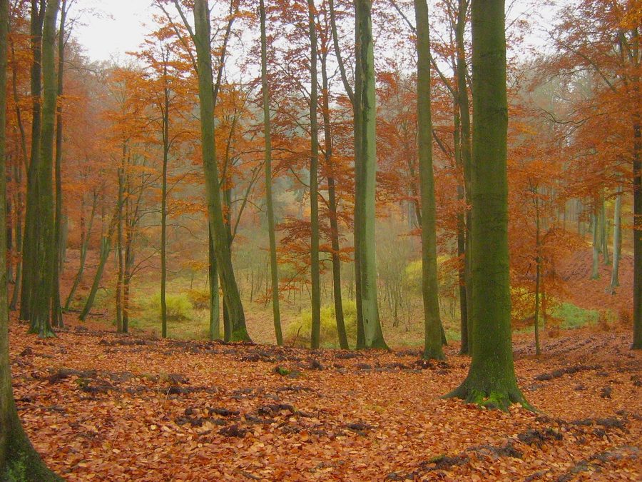Rotbuchenwald und vermoorte Senke in den Brohmer Bergen