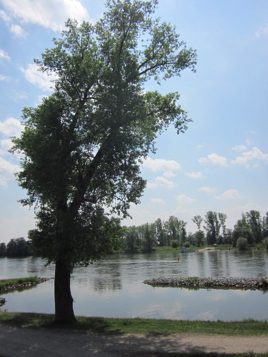 Donau bei Niederalteich mit Fußfähre