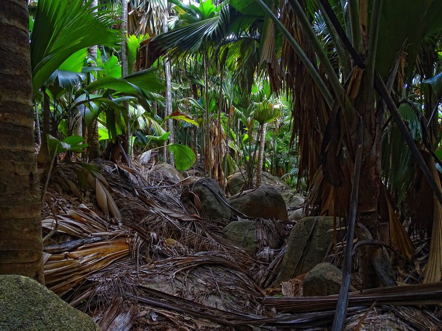 Dichter Wald im Vallée de Mai auf Praslin