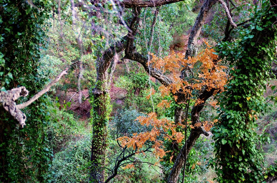 File:201712-K5 14401a F - Alcudia de Veo y altos de los Organos de Benitandús - GR36 al collado entre Alto de Pedralba y Pico Cassalet.jpg