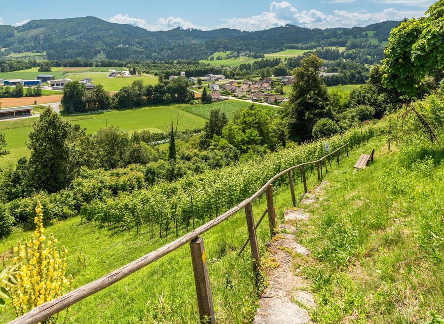 Weingarten in Friedlach in der Gemeinde Glanegg im Bezirk Feldkirchen