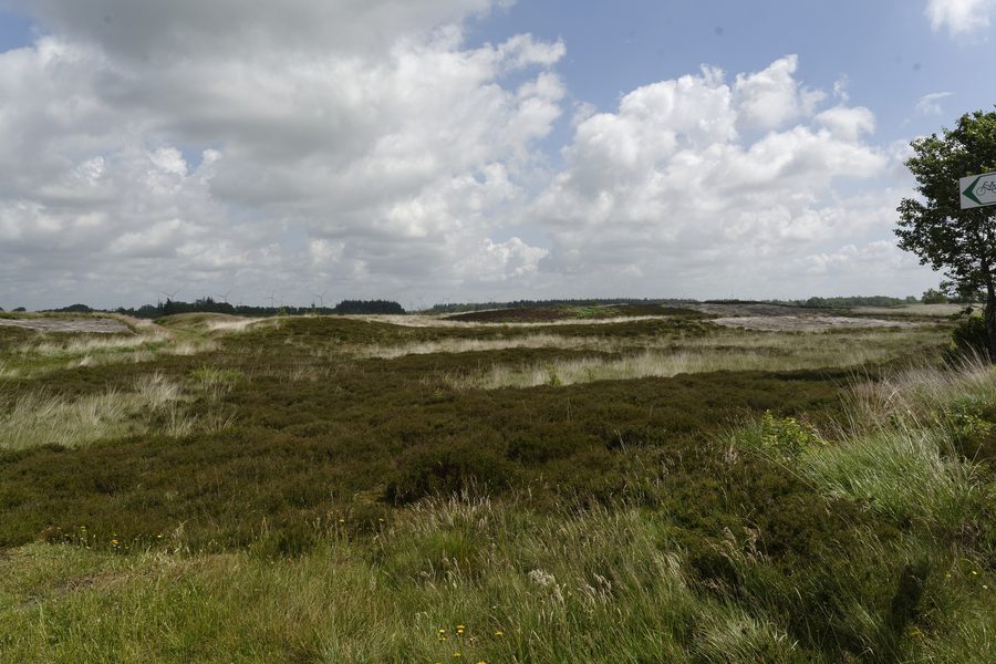 Naturschutzgebiet Lütjenholmer Heidedünen mit Heide- und Dünenlandschaft