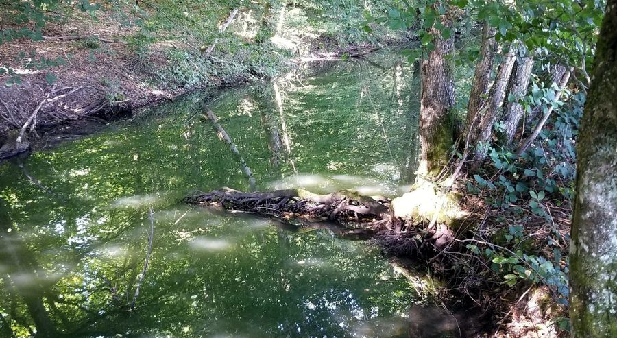 Ruisseau près de Cornée de Réchicourt dans le Parc naturel régional de Lorraine bei Gondrexange