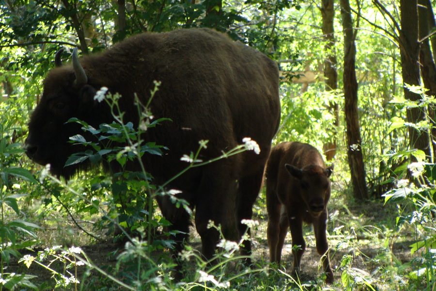 Wisente im Naturschutzgebiet Pădurea Domnească in Moldau