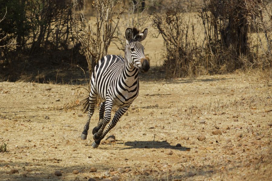 Steppenzebra